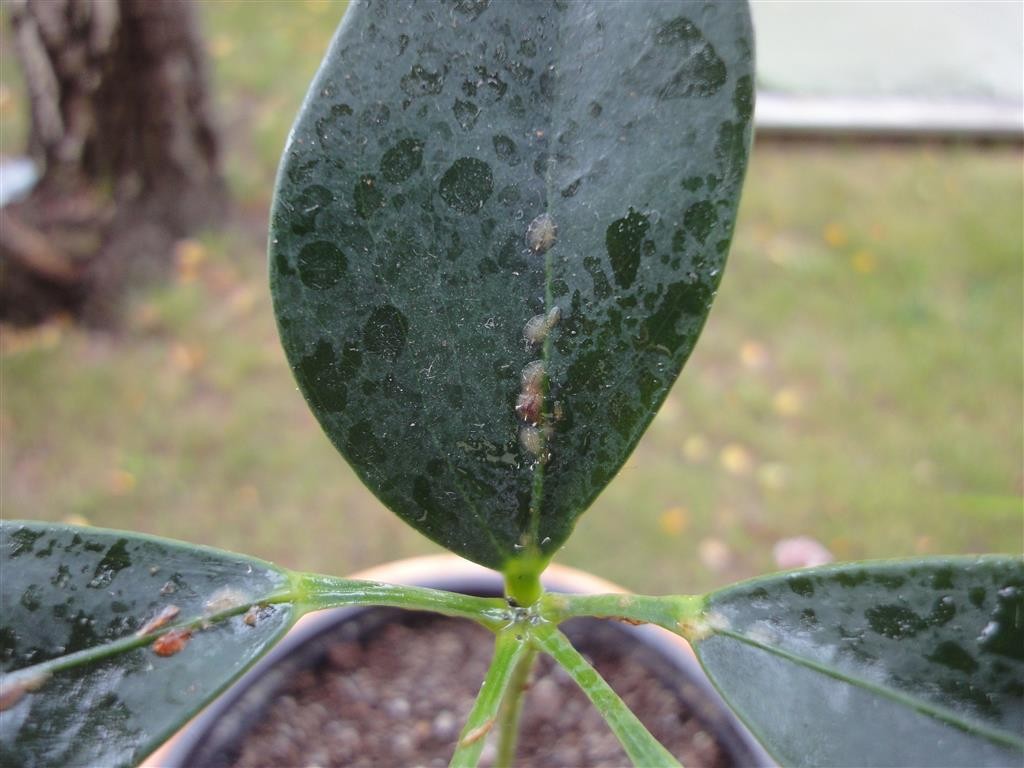 schefflera-schildlaeuse